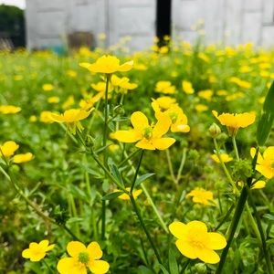 Meet your Posher, Bao